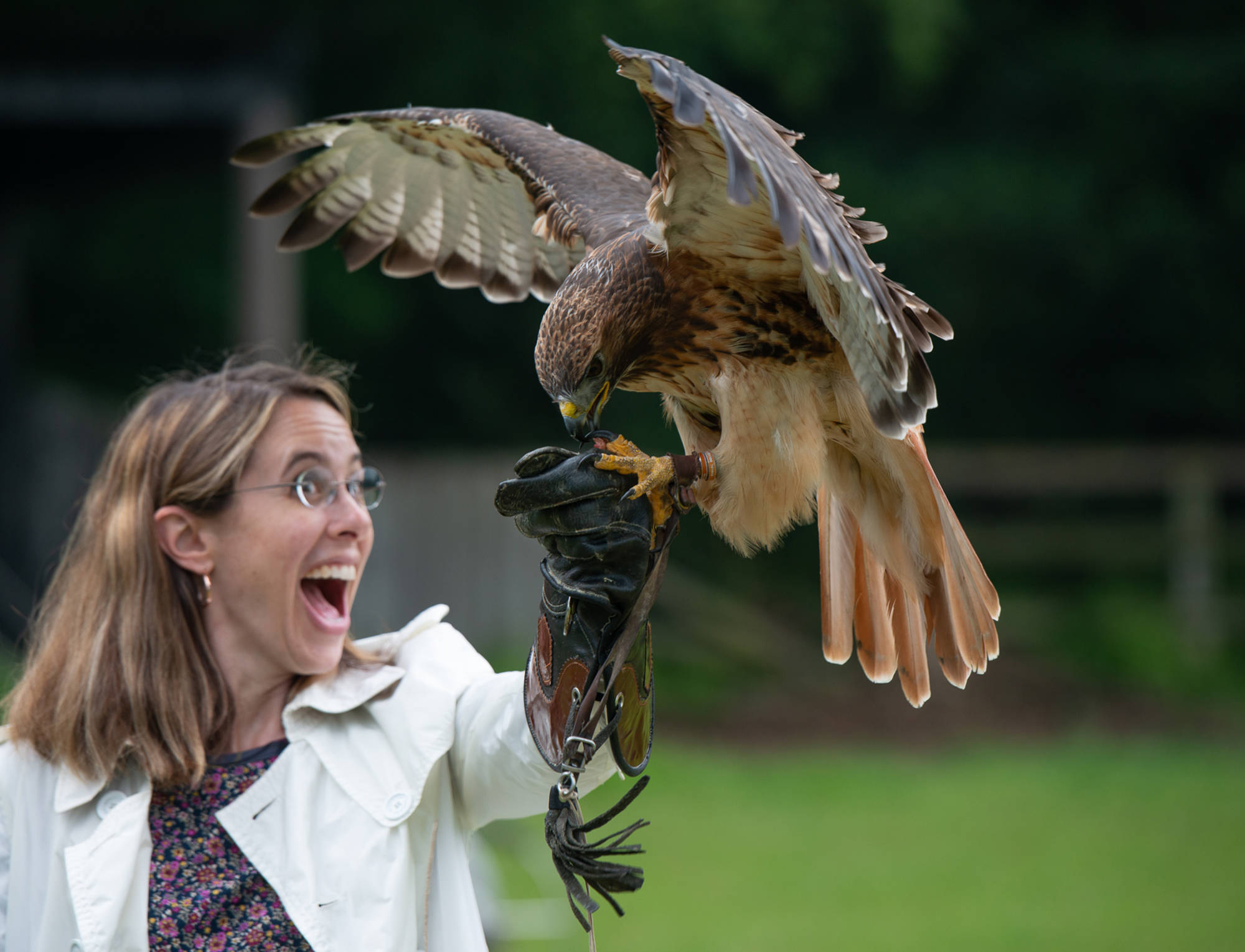 Falconry