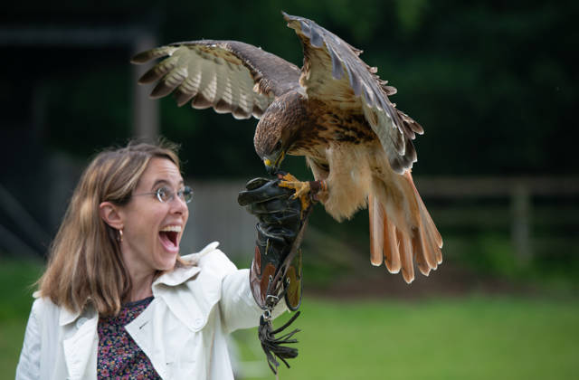 Falconry