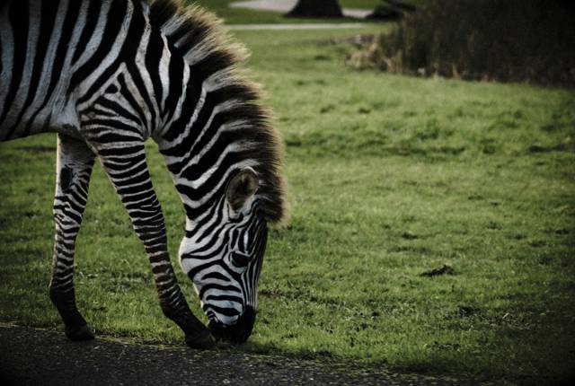 Longleat