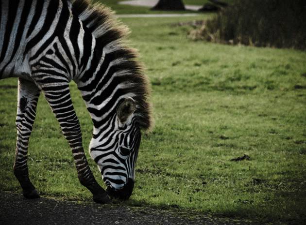 Longleat