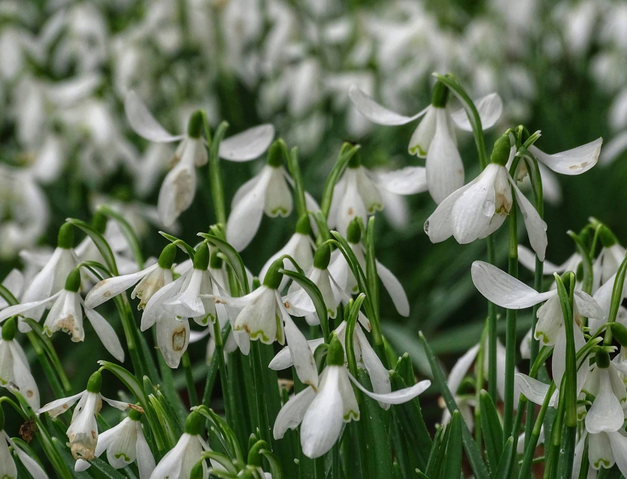 Kingston Lacy National Trust Dorset