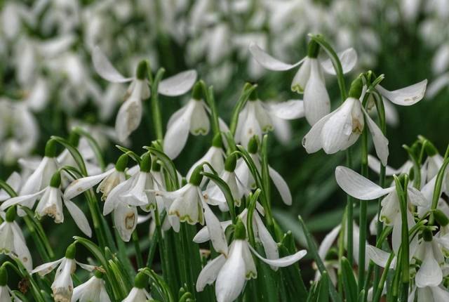 Kingston Lacy National Trust Dorset