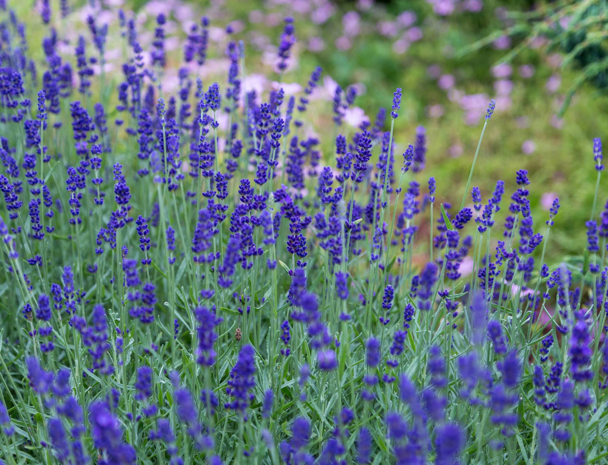 Lavendar Fields