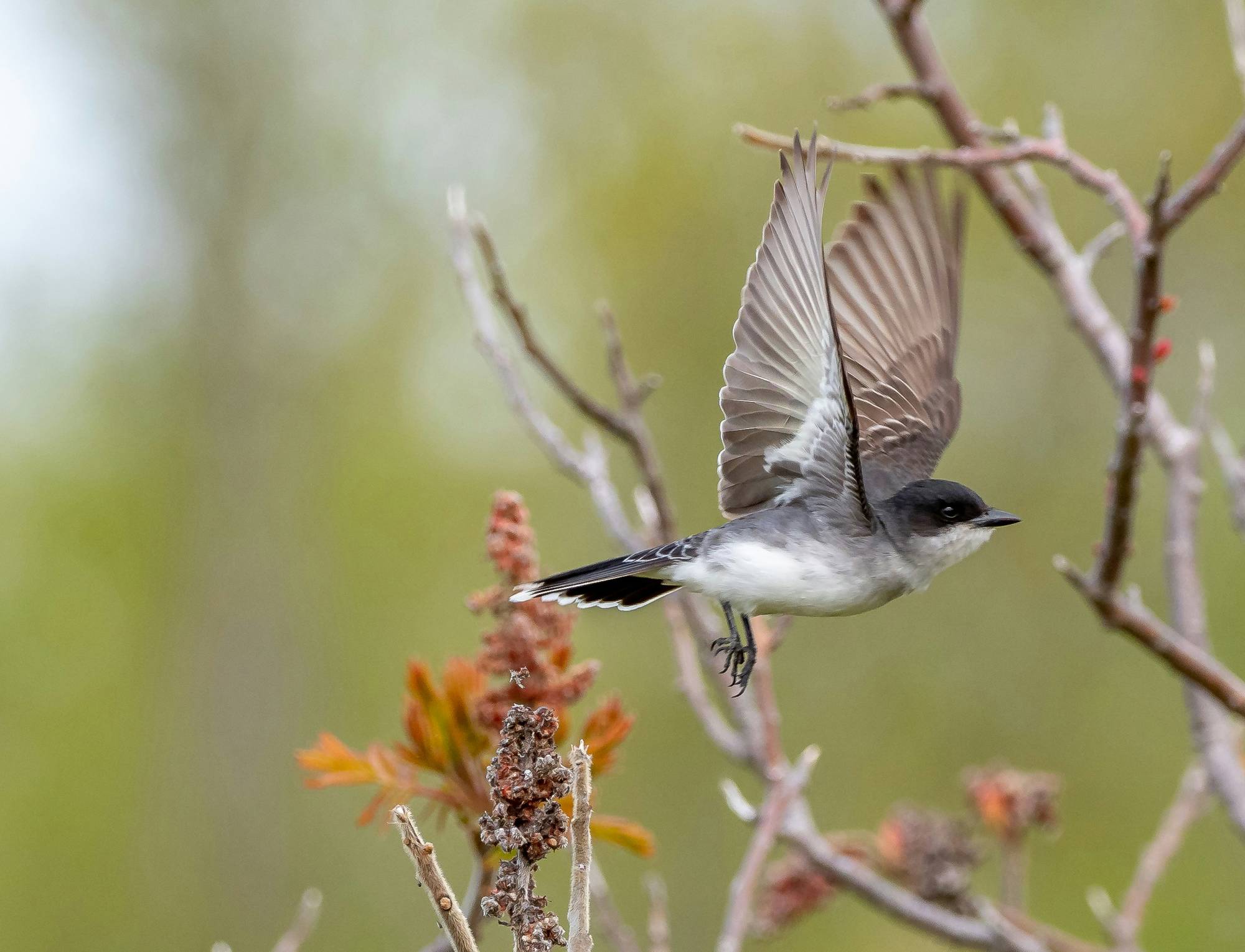 Bird Watching