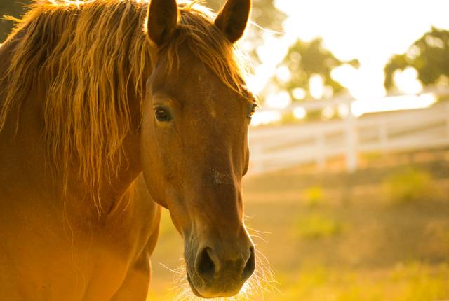 Horse Riding