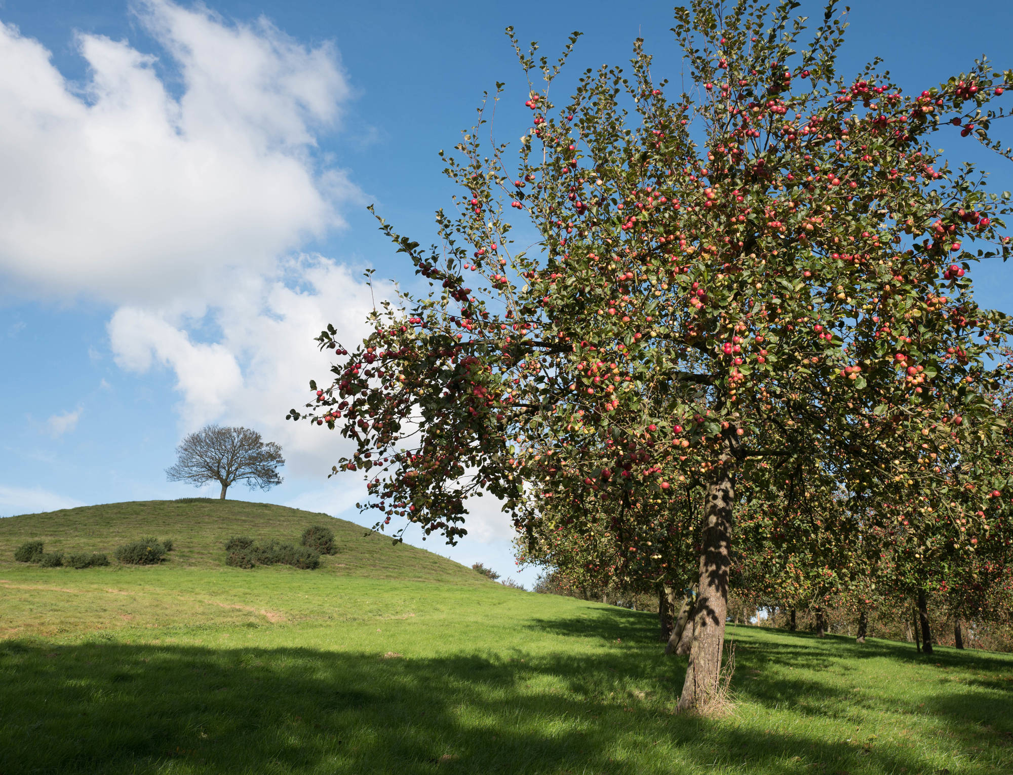 Somerset Cider Brandy