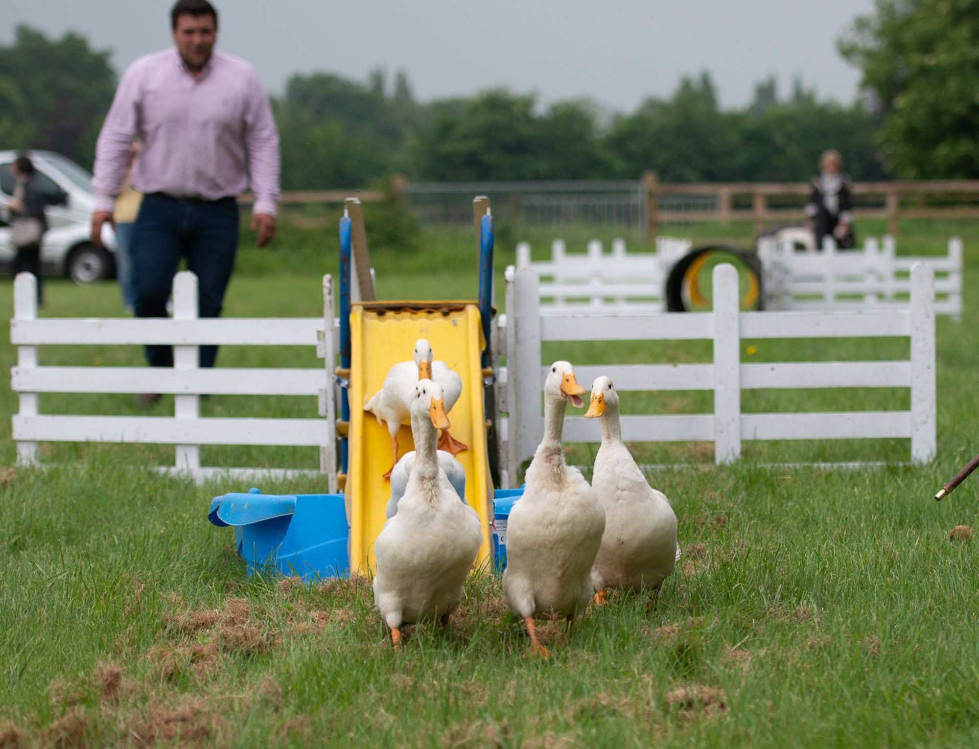 Duck Herding