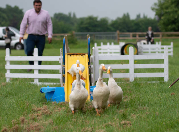 Duck Herding